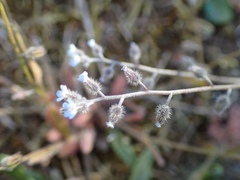 Myosotis ramosissima