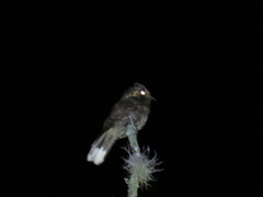 Antrostomus arizonae