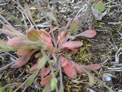 Myosotis ramosissima