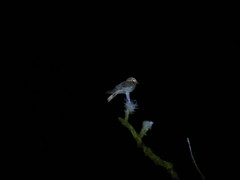 Antrostomus arizonae