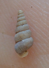 Cochlostoma patulum