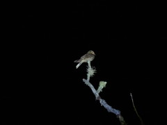 Antrostomus arizonae