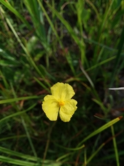 Xyris baldwiniana