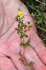 Potentilla erecta