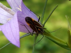 Horistus orientalis