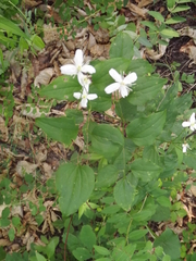Clematis terniflora mandshurica