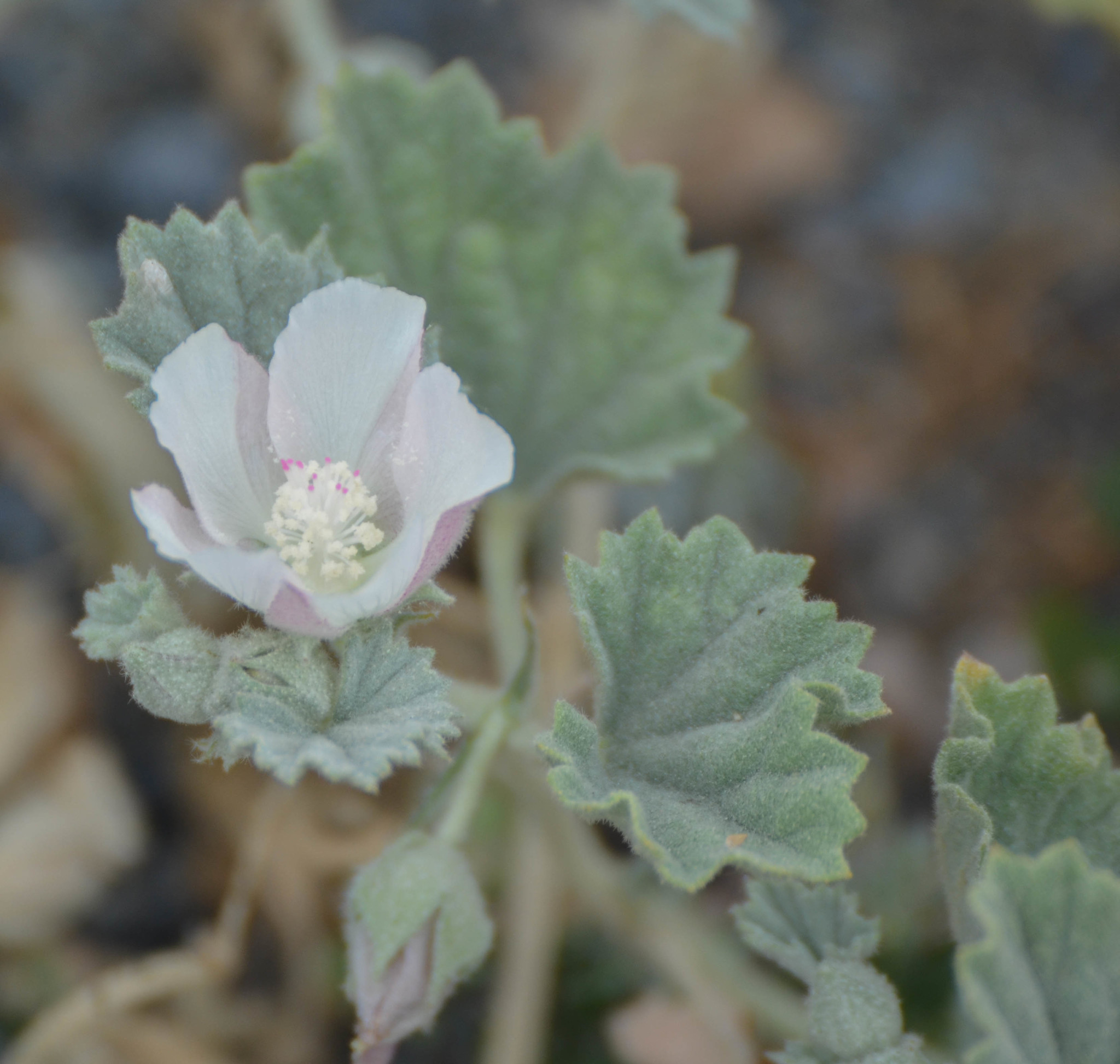 Malvella leprosa