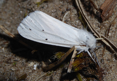 Spilosoma urticae