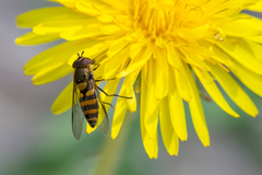 Parasyrphus lineolus