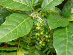 Allophylus pervillei