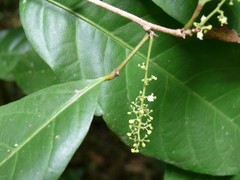 Allophylus pervillei