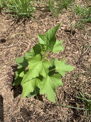 Chenopodiastrum hybridum
