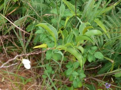 Aphloia theiformis