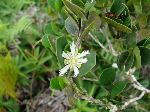 Cassipourea ovata · iNaturalist