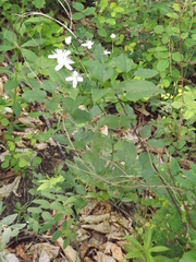 Clematis terniflora mandshurica