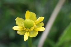 Ranunculus hydrocharoides