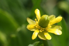 Ranunculus hydrocharoides