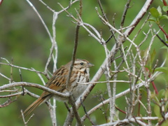 Melospiza melodia image