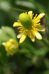Ranunculus hydrocharoides