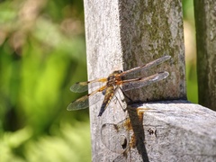Libellula quadrimaculata