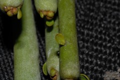 Euphorbia analalavensis image