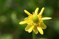 Ranunculus hydrocharoides