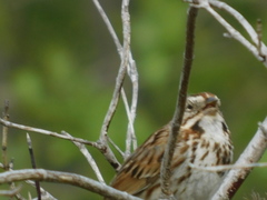Melospiza melodia image