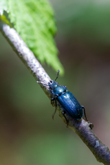 Platycerus caprea