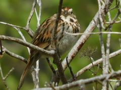 Melospiza melodia image