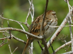 Melospiza melodia image