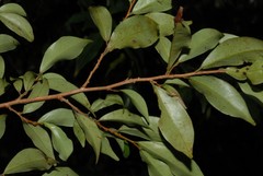 Erythroxylum corymbosum