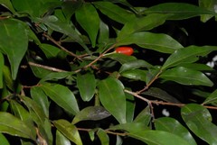 Erythroxylum corymbosum