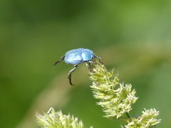 Hoplia coerulea
