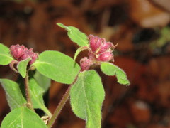 Cestrum roseum