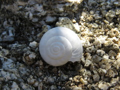 Sonorelix borregoensis