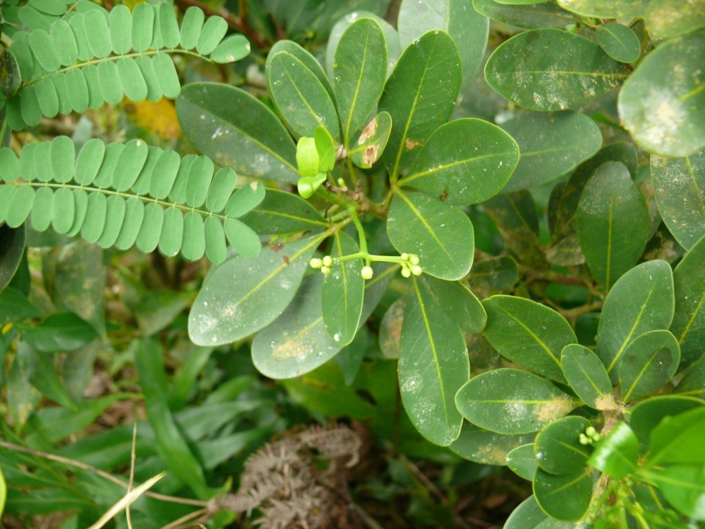 Malleastrum depauperatum