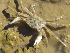 Cyrtograpsus angulatus