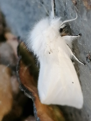 Spilosoma urticae