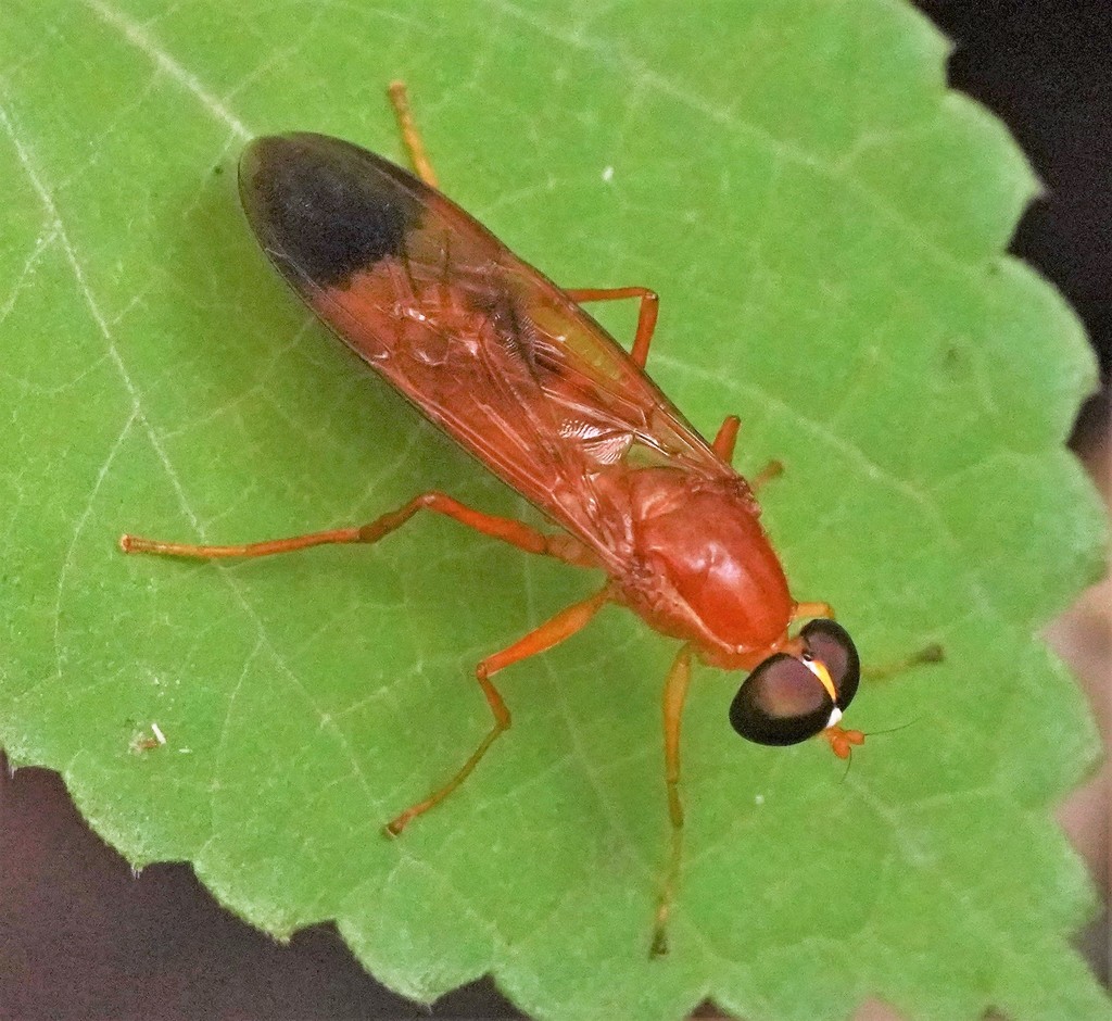 Ptecticus aurifer