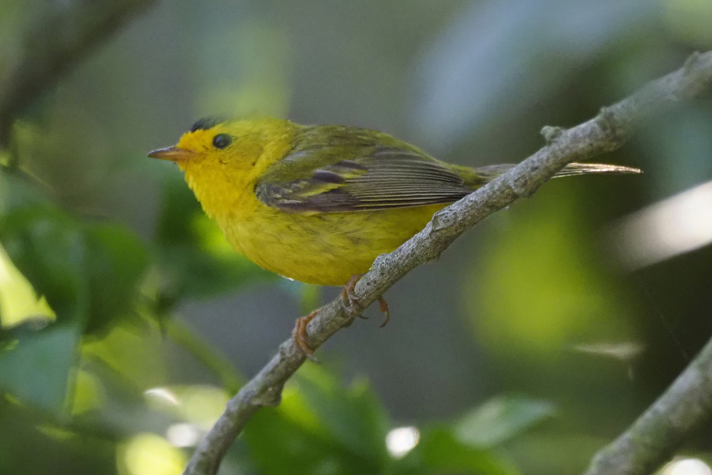 Wilson's Warbler from Rancho Corral de Tierra, San Mateo, Golden Gate ...