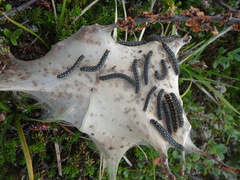 Eriogaster arbusculae