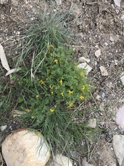Corydalis aurea aurea
