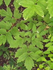 Actaea dahurica