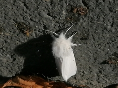 Spilosoma urticae