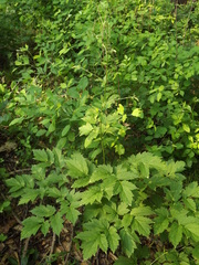 Actaea dahurica