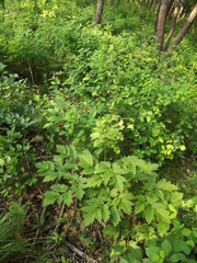 Actaea dahurica