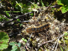 Eriogaster arbusculae