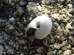 Sonorelix borregoensis