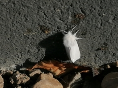 Spilosoma urticae