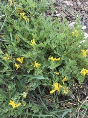 Corydalis aurea aurea